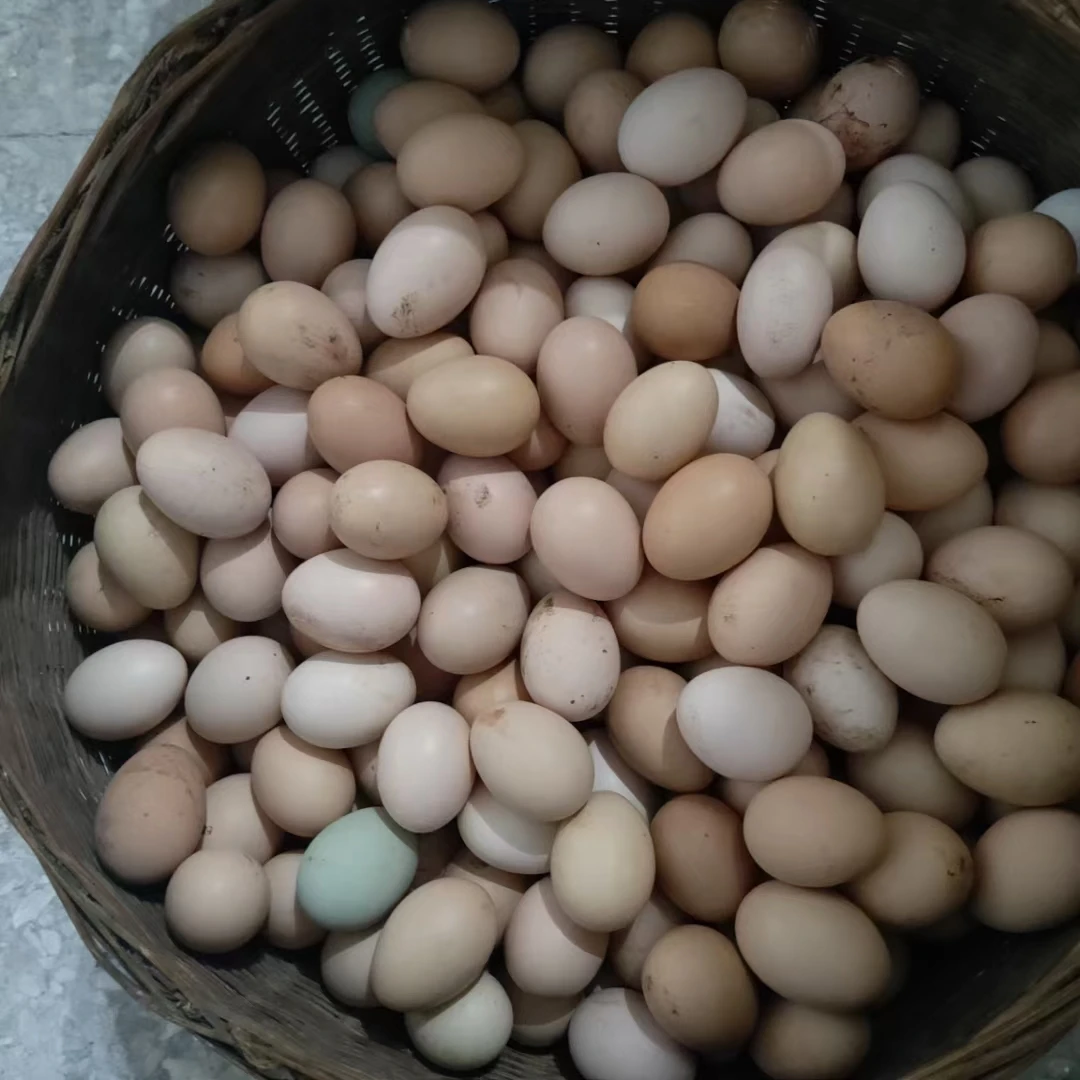 正宗农家土鸡蛋鸡蛋3斤