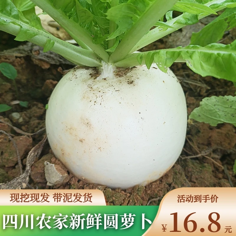 四川圆白萝卜新鲜萝卜时令蔬菜春不老清甜化渣多汁白萝卜5斤包邮