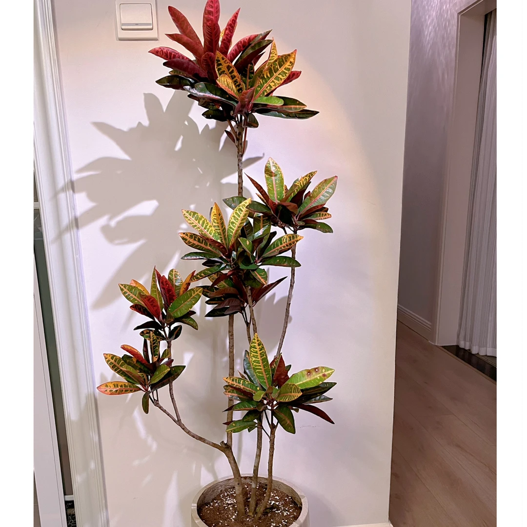 网红变叶子木大盆栽绿植办公室内客厅落地盆栽观赏植物四季好养