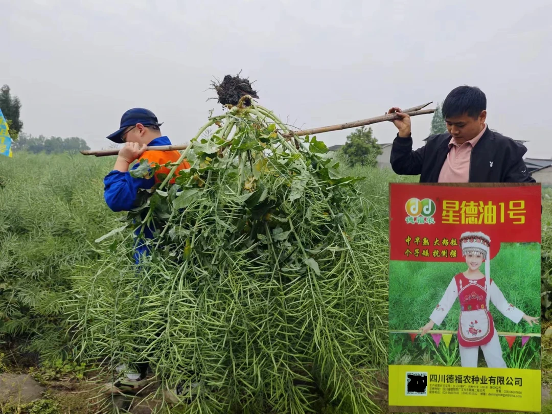 耐寒杂交油菜星德油1号高产高油榨油矮杆熟期早黑油菜种子抗病