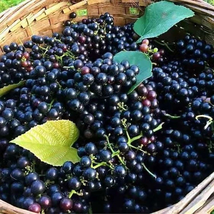 顺丰包邮广西酿酒野山葡萄泡酒毛葡萄新鲜现摘当季水果15/20/30斤