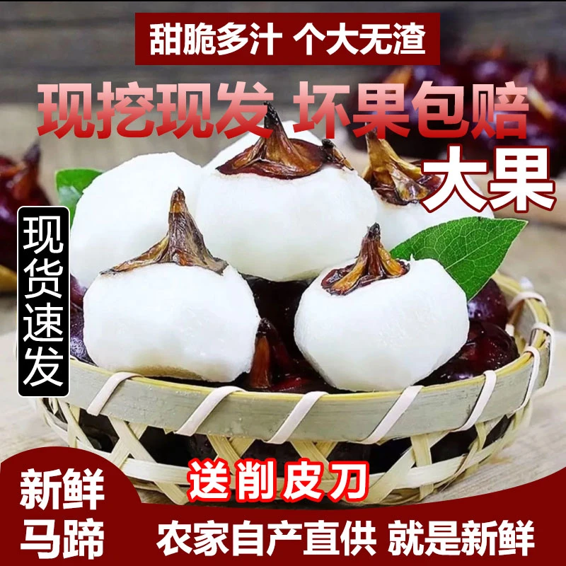 广西特大马蹄果新鲜荸荠农家种植清甜嫩脆无渣现挖带泥 1/3/5/9斤