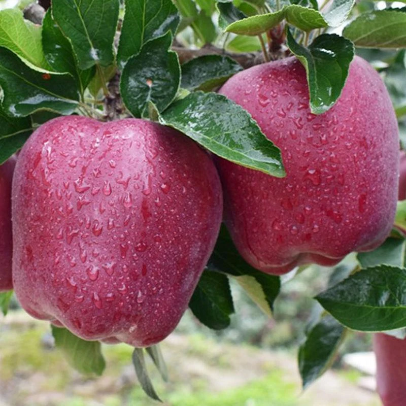 天水花牛苹果树苗 苹果苗 红蛇果苗全国可种植产量高地栽当年结果