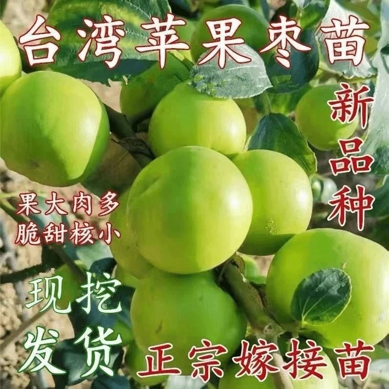 苹果枣苗 云南苹果枣树苗 枣树活苗 嫁接枣子树苗台湾大青枣树苗