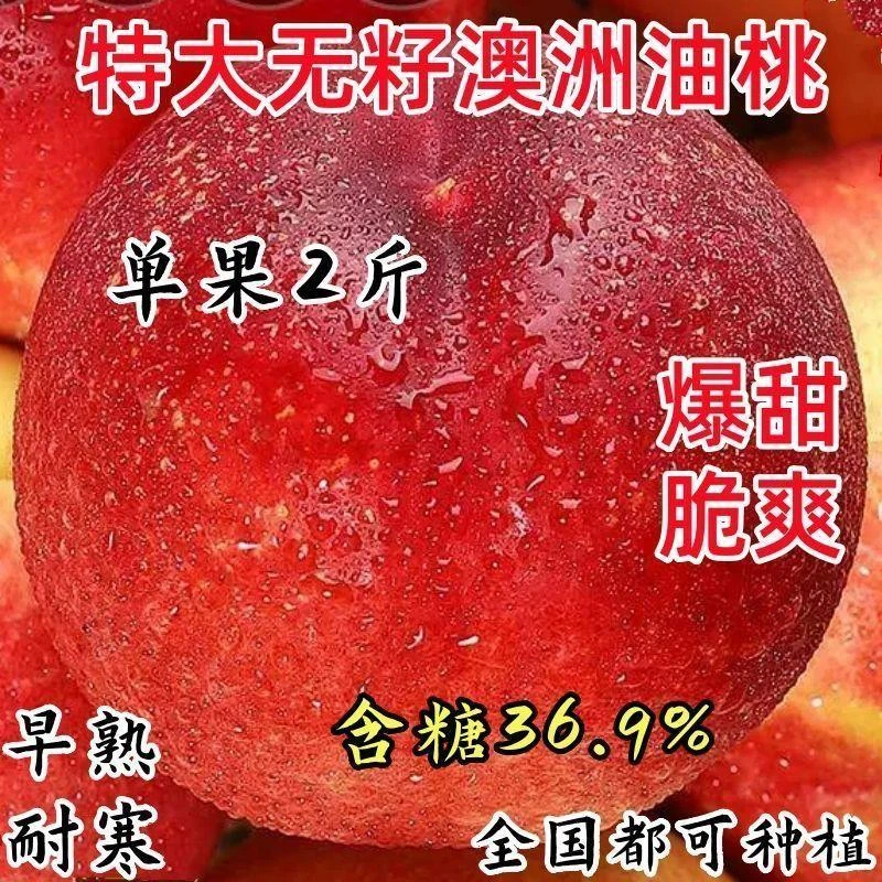 嫁接桃树苗早熟新品种油桃苗特大脆甜盆栽地栽南北方种植当年结果