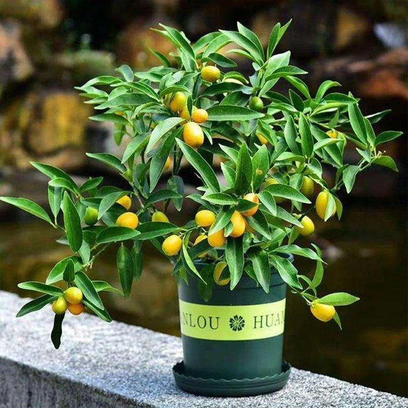 食用橘子果苗四季脆皮金桔树苗脆蜜金桔苗盆栽地栽果树苗