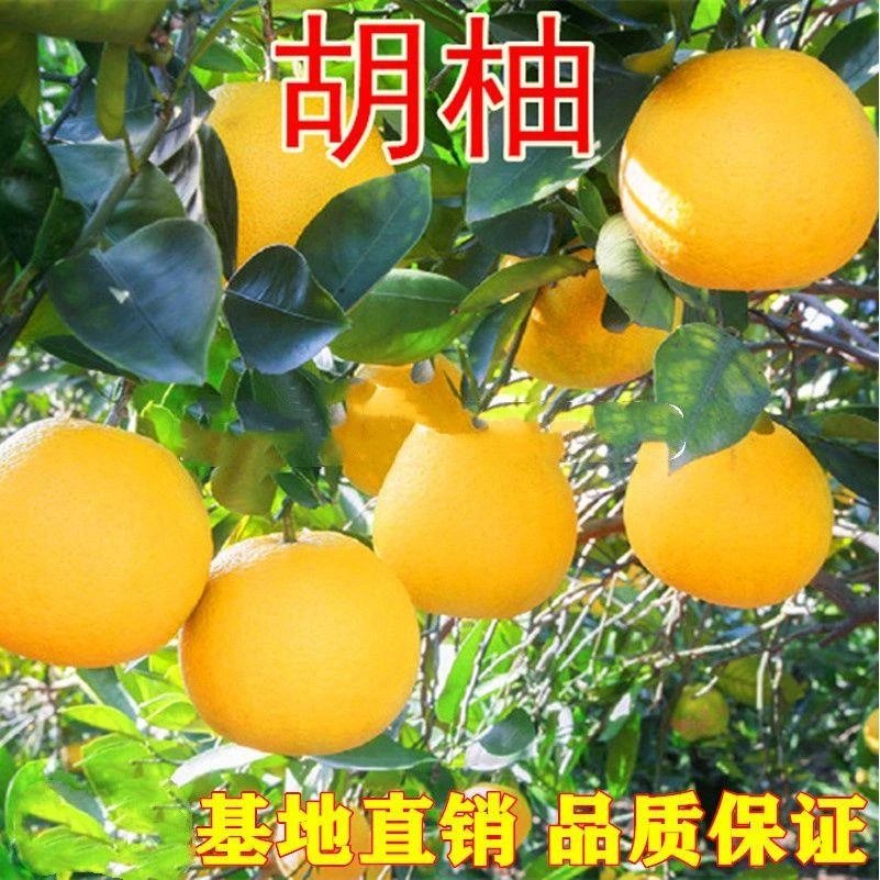 胡柚苗 常山胡柚子苗 嫁接柚子树苗 甜柚蜜柚子果树汁多当年结果