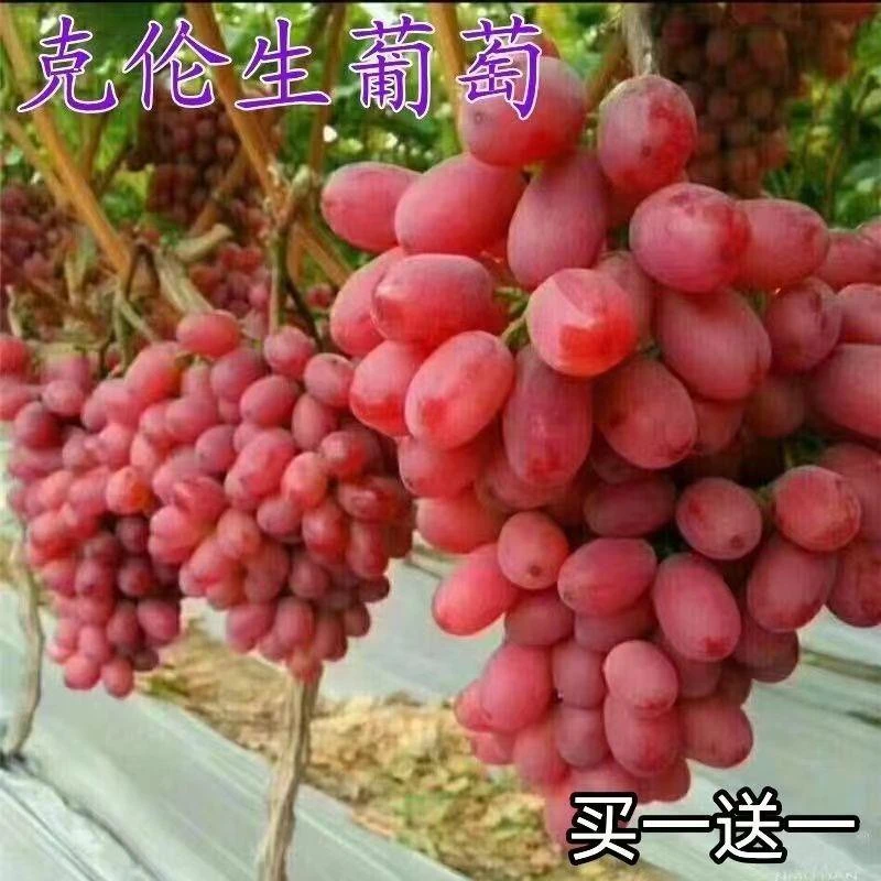 克伦生葡萄果树苗无籽无核红提树苗红提克瑞森葡萄苗新鲜南北方苗