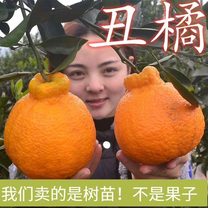 新品种特大四川不知火丑橘苗正宗嫁接柑桔果树苗当年结果盆地栽