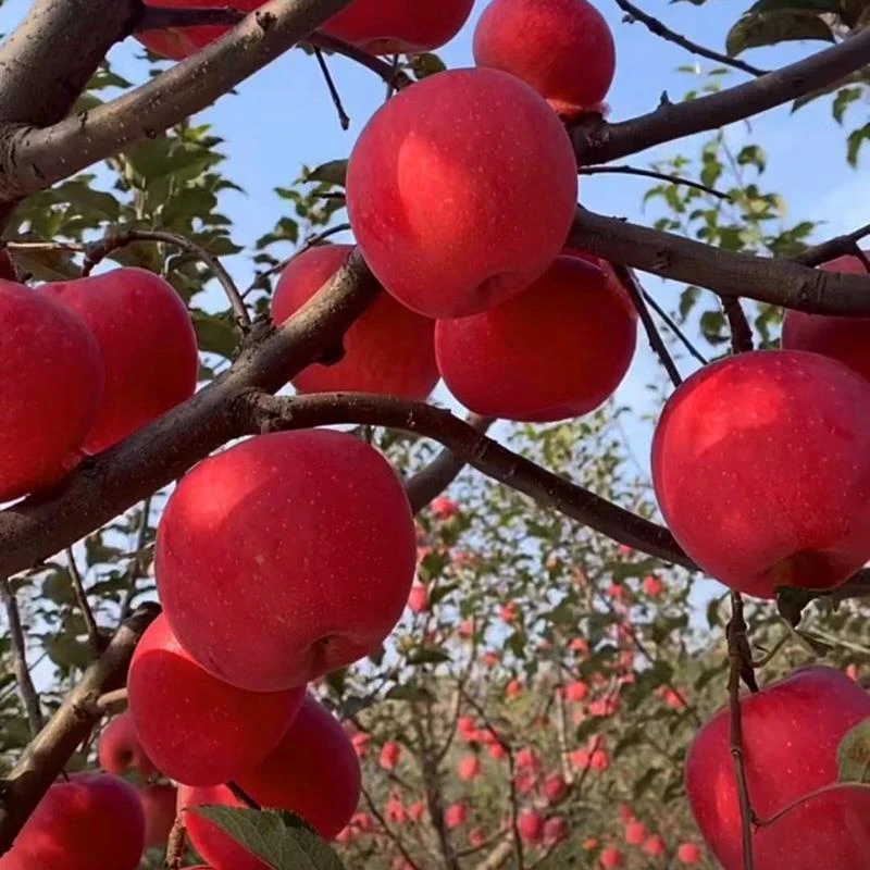 新品种耐寒苹果树苗望乡红嫁接苹果苗全国易种南方北方种植产量高