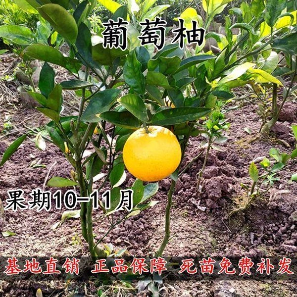 葡萄柚苗 西柚树苗 嫁接甜葡萄柚树 柚子苗 小个头柚子品种