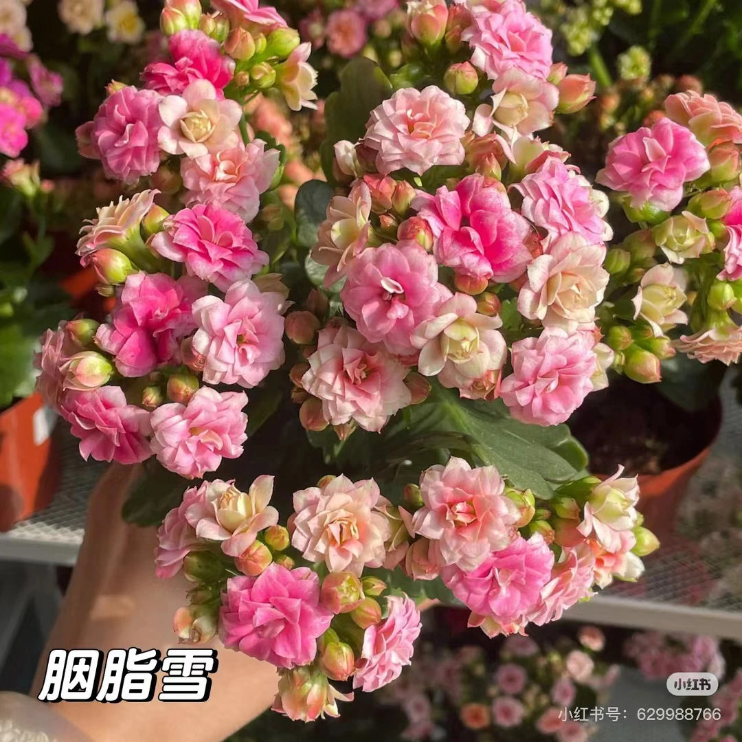 [胭脂雪]长寿盆栽重瓣大花 带花苞 植物花四季开花好养