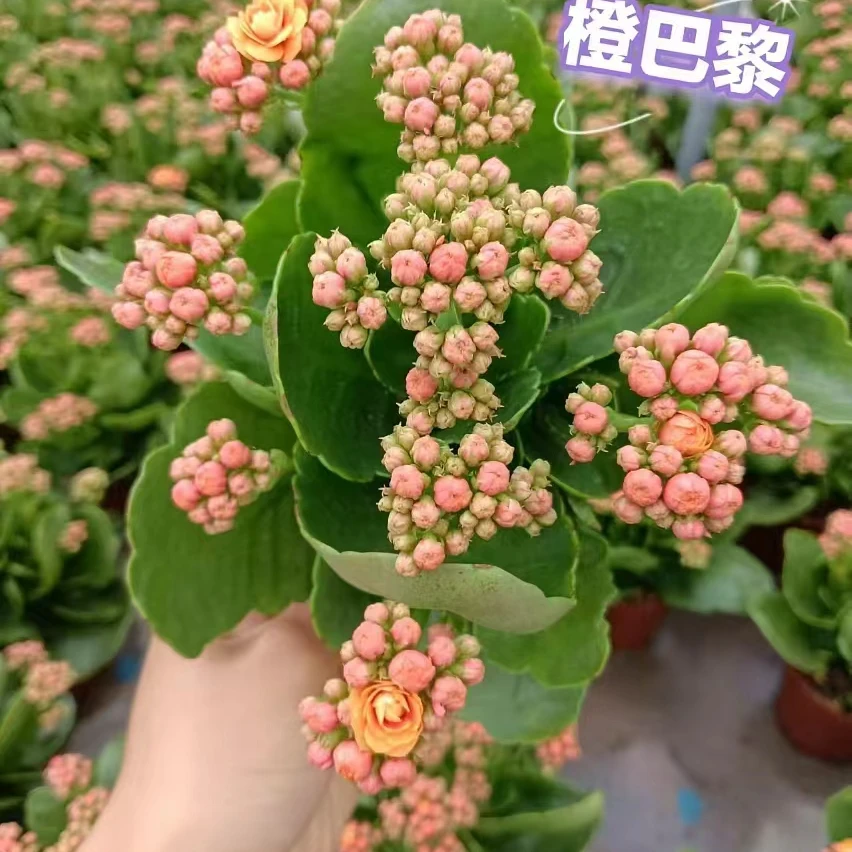 [橙巴黎]长寿盆栽重瓣大花 带花苞 植物花四季开花好养