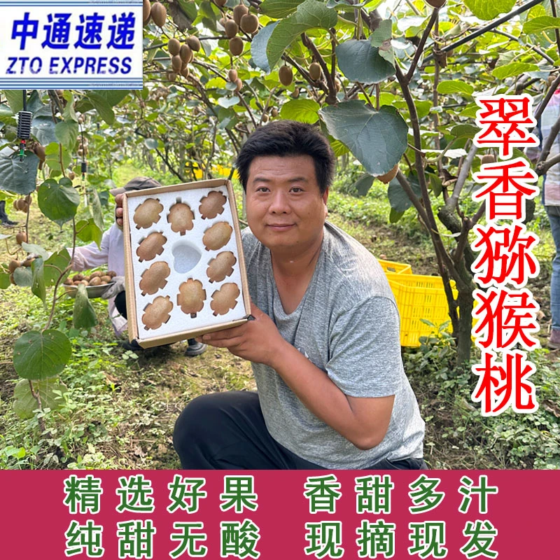 馋郡【中通】正宗陕西周至翠香猕猴桃香甜爆汁净重4.8斤