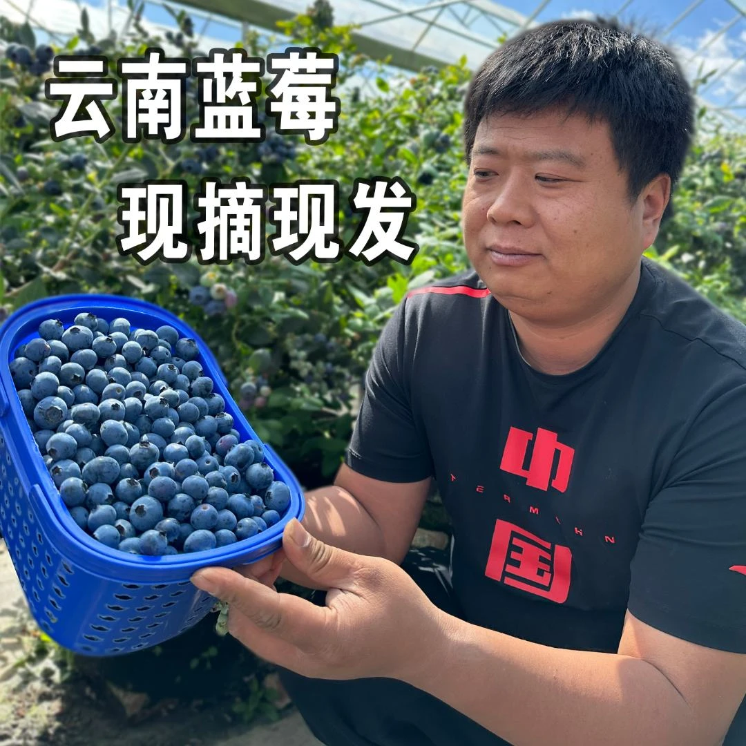 馋郡云南蓝莓L25脆甜花香味新鲜采摘优选基地种植现货125克/盒