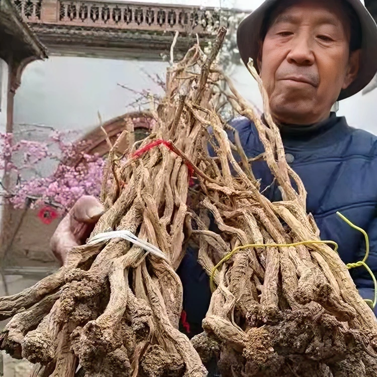 【野生潞党参】山西太行山产地采挖精选正品250克500克包邮