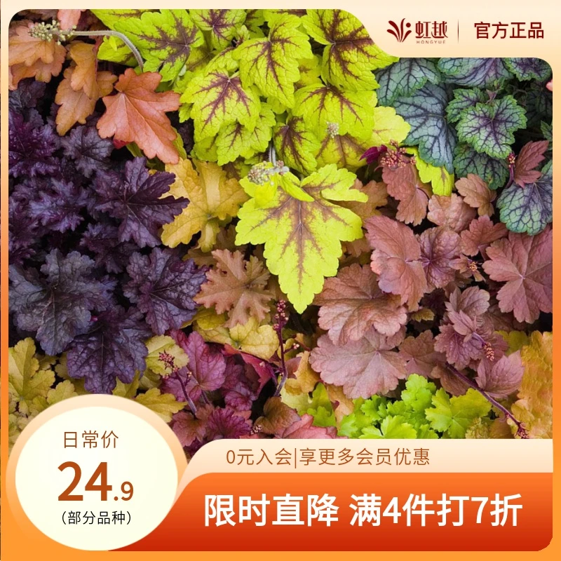 HONGYUE/虹越矾根盆栽苗花园植物 阳台庭院造景耐寒彩叶观叶植物