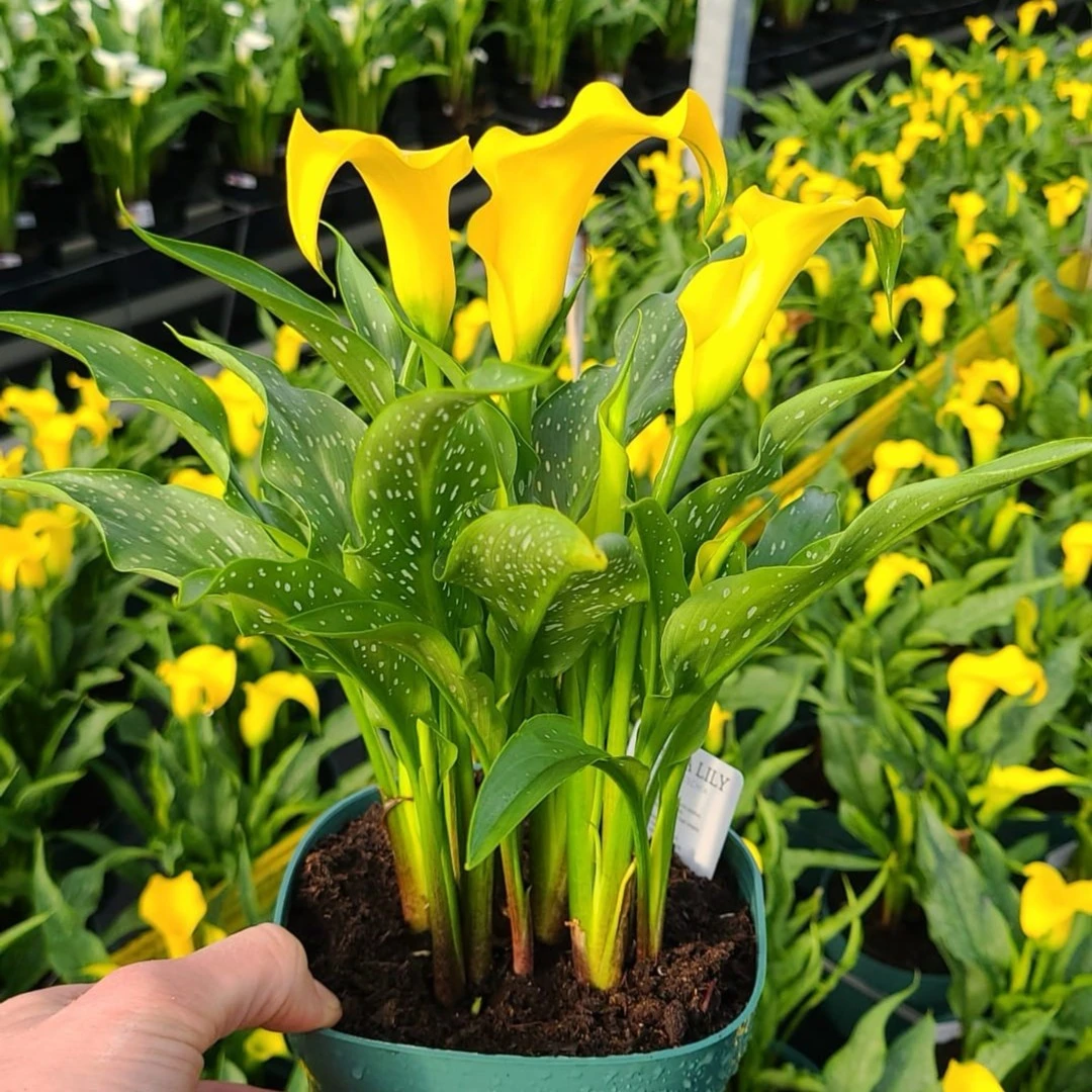 【虹越直播】彩色马蹄莲 黄色种球 花叶双绝温度合适多季开花