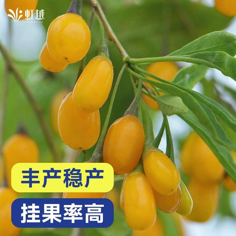 虹越 | 枸杞果苗盆栽 南北方种植耐热果树阳台庭院丰产苗