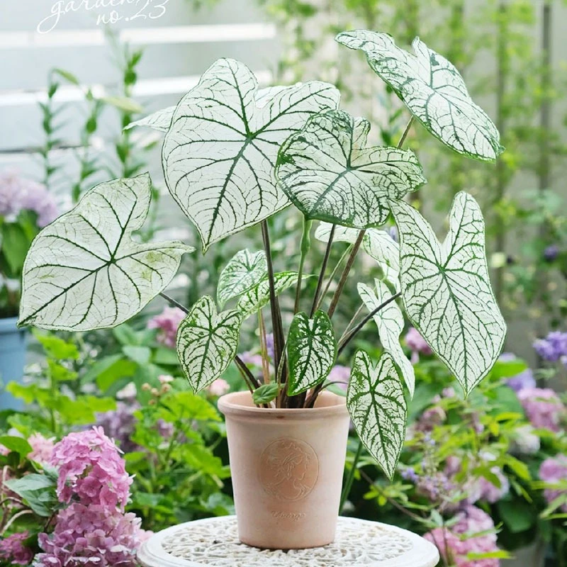 【小石头专属】虹越花彩叶芋“白色恋人”盆栽阳台室内桌面格调绿植