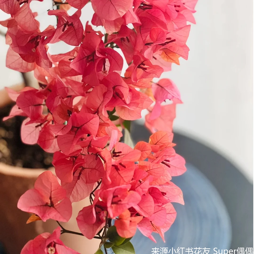 虹越 | 三角梅“波伊斯玫瑰”盆栽花卉重瓣爬藤四季开花