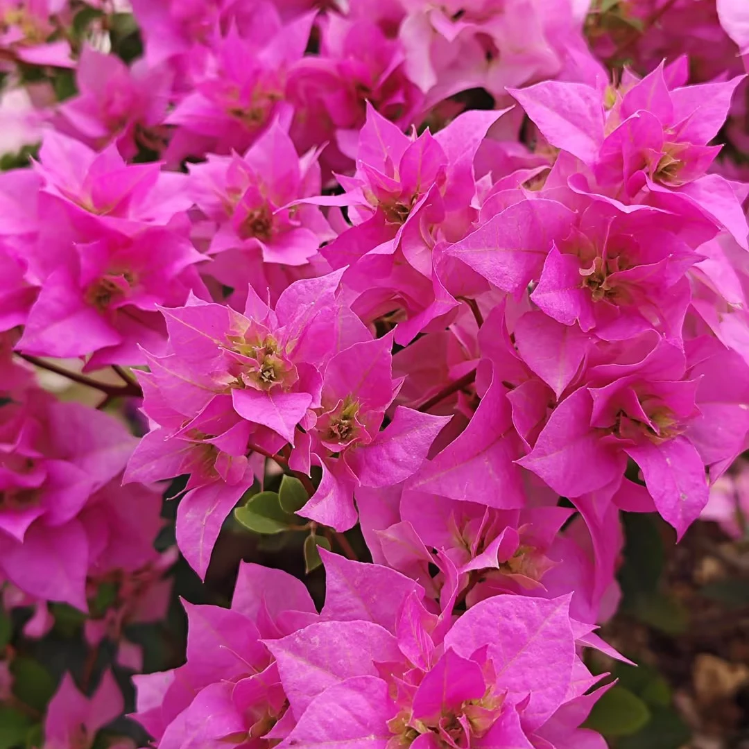 虹越 | 三角梅“重瓣宫粉”带花发货因植物特性路途易落花 介意慎拍