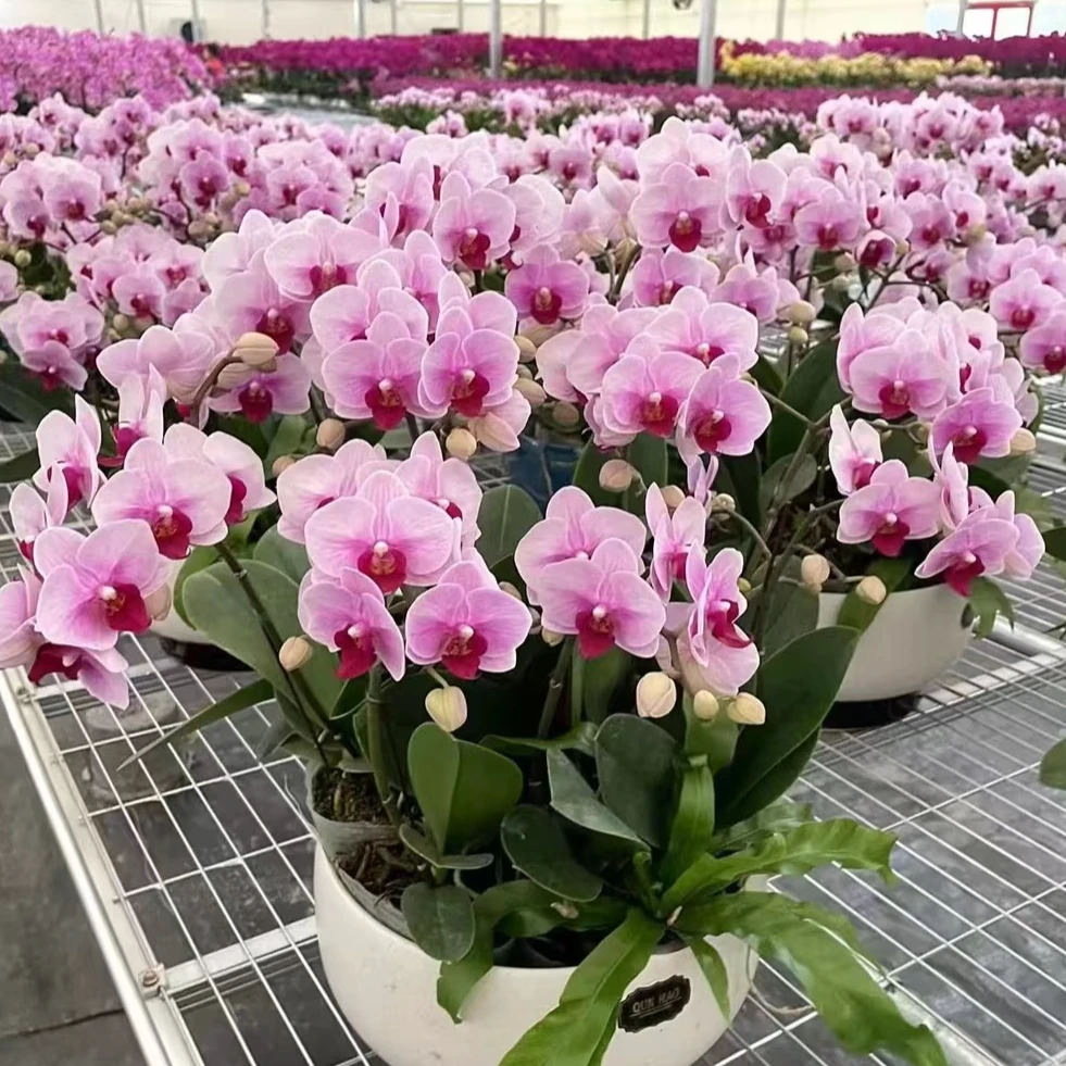 【宝贝】蝴蝶兰盆栽抽梗苗客厅办公室内桌面装饰多年生花卉植物