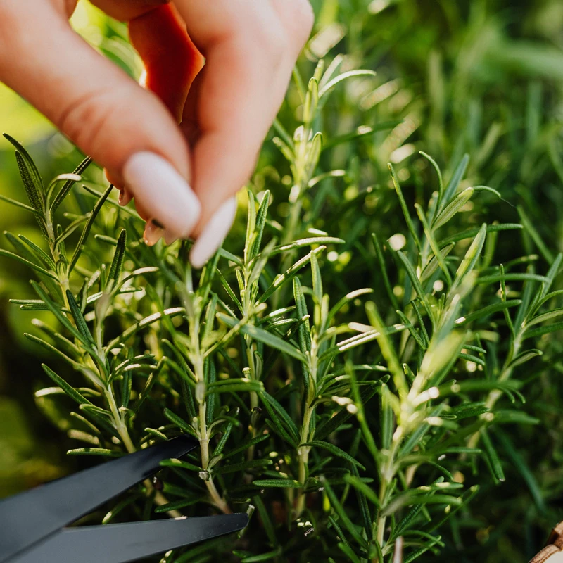 花彩迷迭香盆栽阳台香草植物苗庭院四季好养开花牛排可食用香料