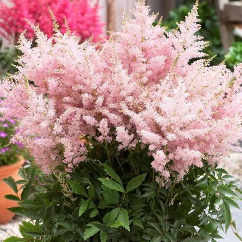 【庭院植物】落新妇盆栽植物阳台庭院耐寒耐阴多年生花园地栽花卉