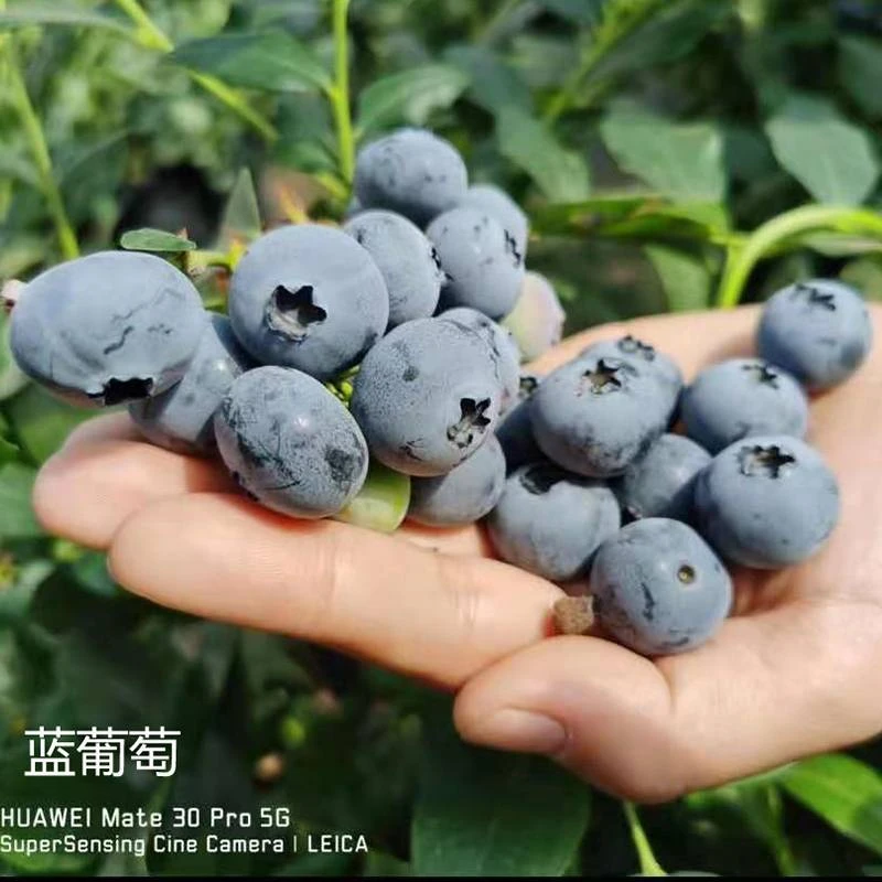 虹越 | 蓝莓苗“蓝葡萄”年年挂果家庭盆栽果树