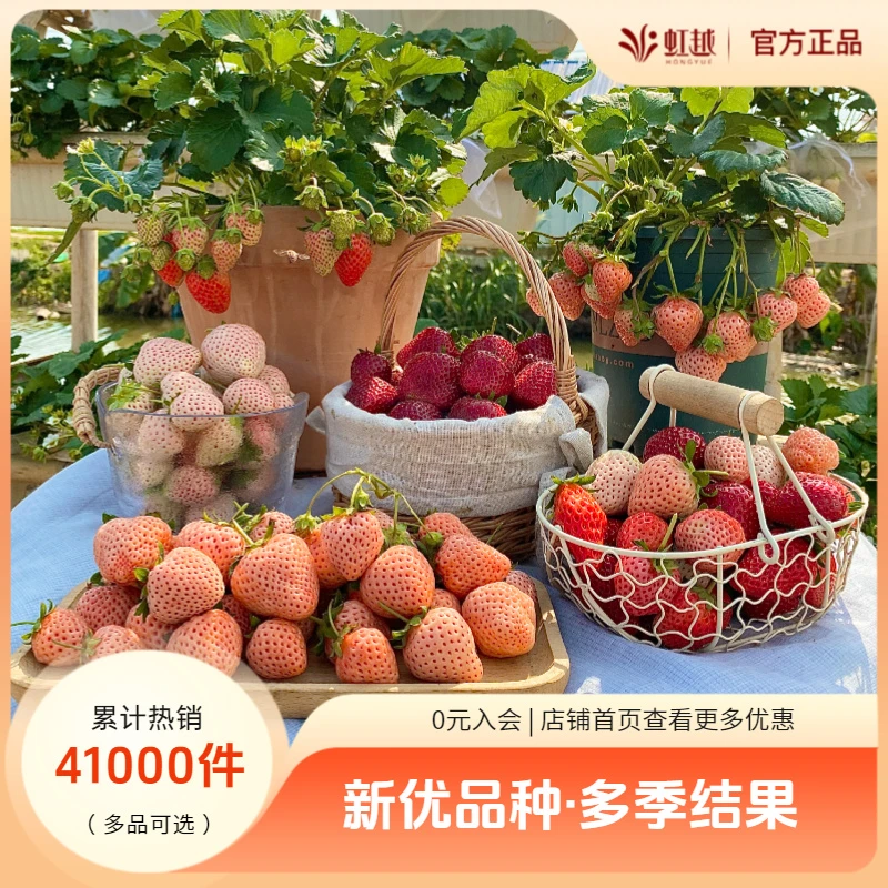 【组合特惠】虹越 | 家庭草莓水果苗四季盆栽食用秧苗易养易种预售
