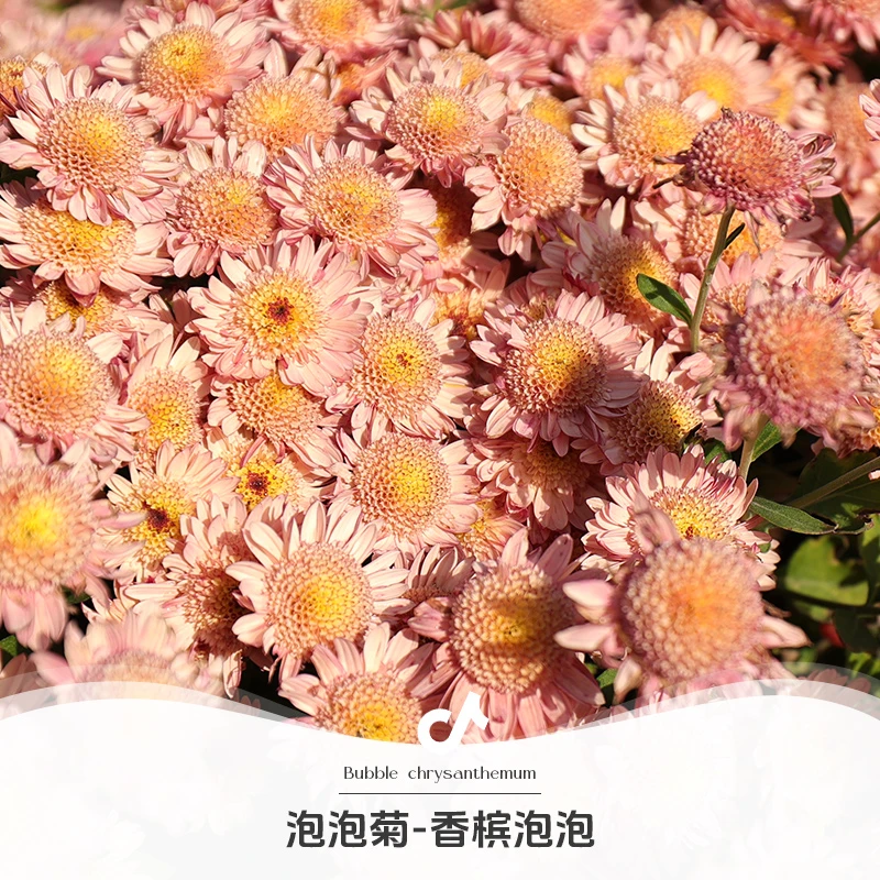 虹越| 泡泡菊 香槟泡泡，150# 耐寒抗性佳 花期超长 多季开花