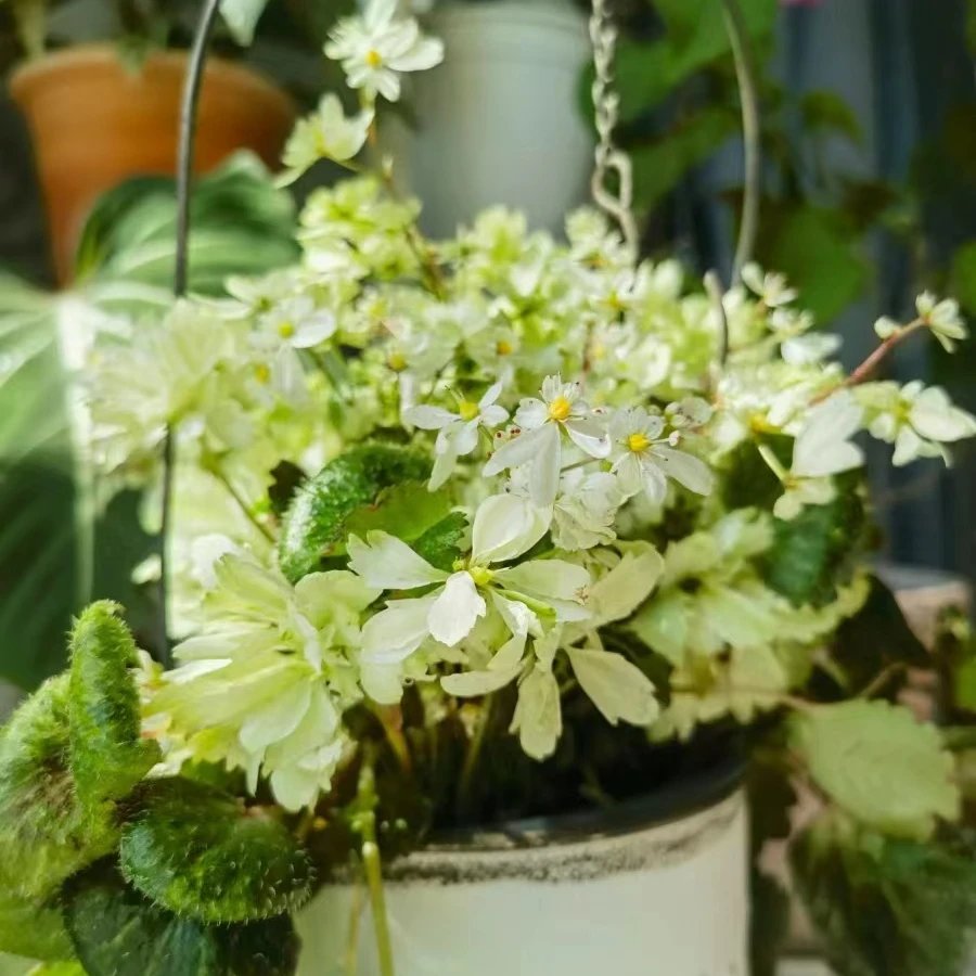 【庭院植物】虎耳草盆栽苗 阳台庭院花园宿根花卉植物喜阴开花