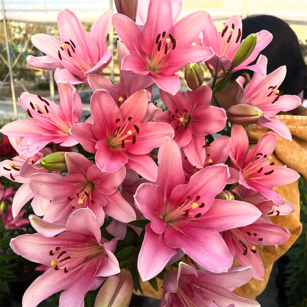 LA百合布林迪西虹越进口百合种球现货阳台庭院四季种植球根花卉