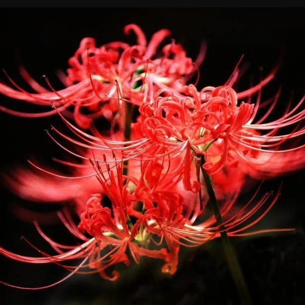 虹越 | 三倍体红花石蒜 4盆装 庭院彼岸花多年生球根花卉