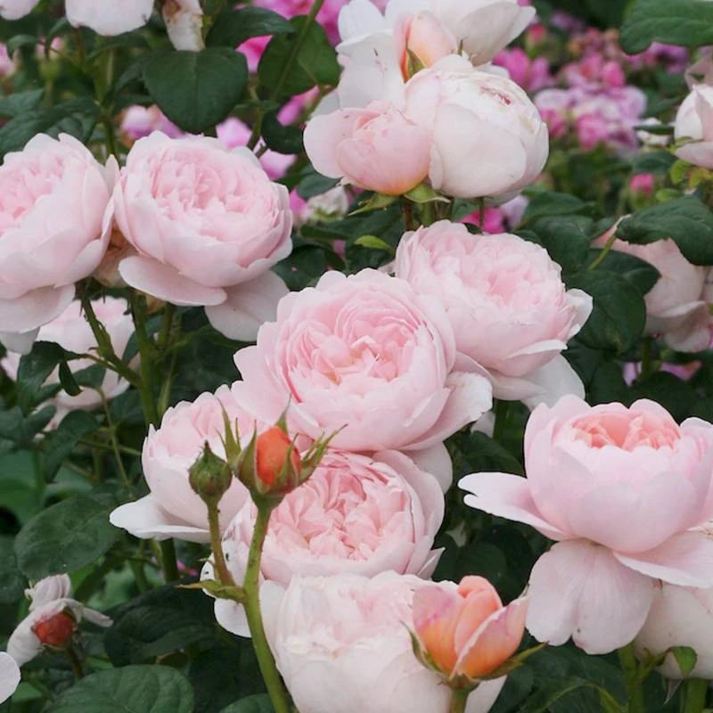 虹越月季  | 瑞典女王 10L 柔粉色 抗性强盆栽月季