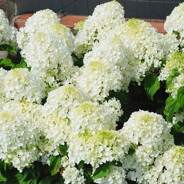 虹越 | 圆锥绣球盆栽苗 “抹茶冰淇淋”2加仑 耐寒耐热乔木绣球专场