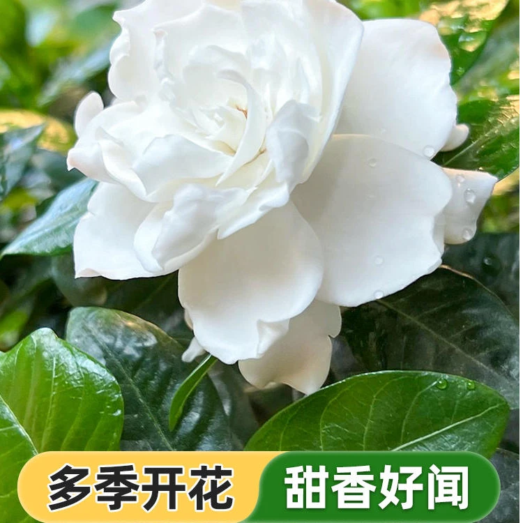虹越 | 栀子茉莉花盆栽苗 花园阳台四季常绿有香味花卉易养绿植苗