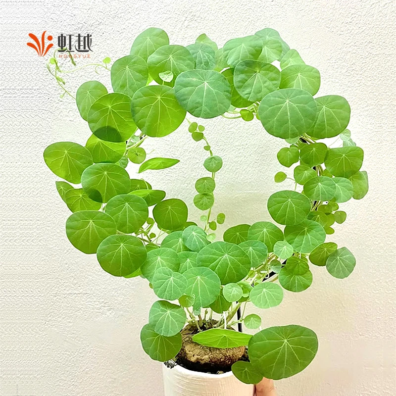 虹越 | 山乌龟盆栽 趣味桌面绿植清新观赏植物养护简单