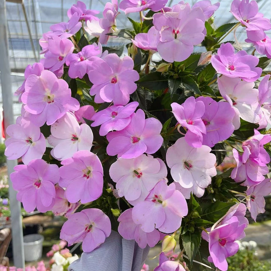 虹越花彩桑蓓斯超级凤仙花阳台盆栽花园爆花境夏季耐热草花期长