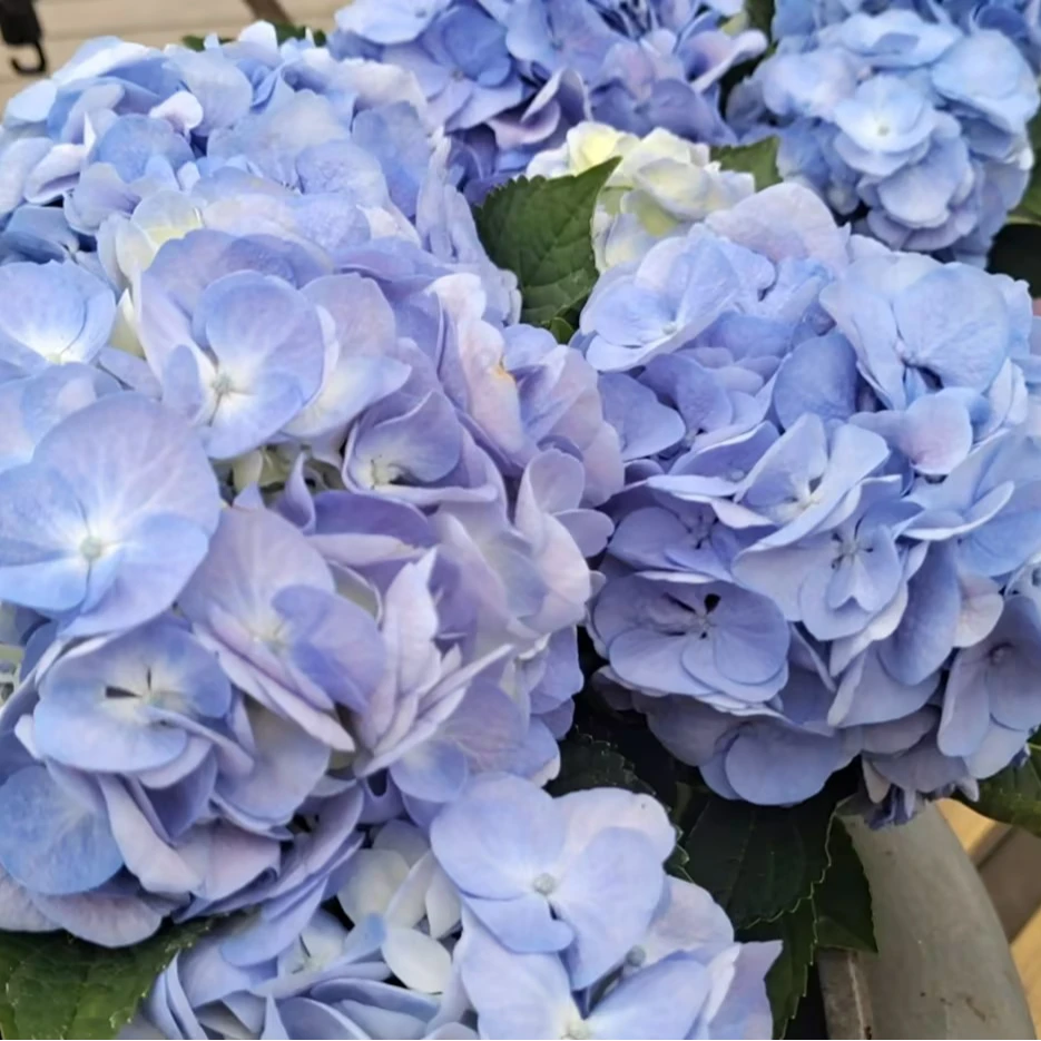 【虹越种球花卉】年宵绣球带花蓝绣球成品苗 四季种植易活养护花卉