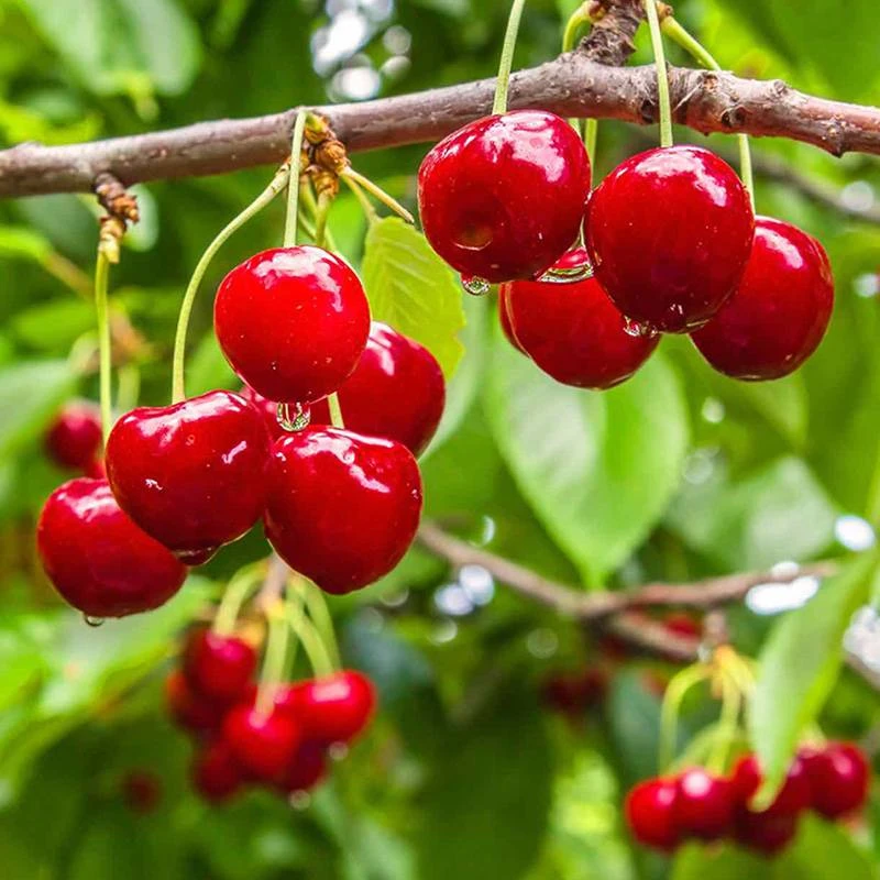 虹越果树 |小樱桃“红妃樱桃” 易挂果 丰产果量大