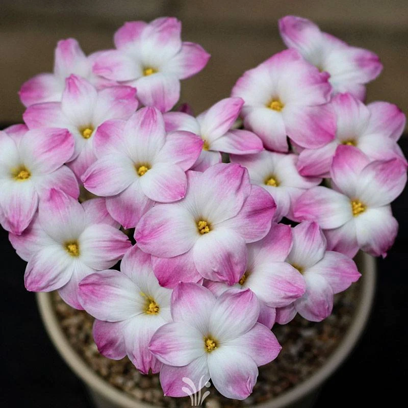 【虹越花卉】风雨兰胖丽丽种球 花园阳台盆栽地栽夏季耐热易养球根