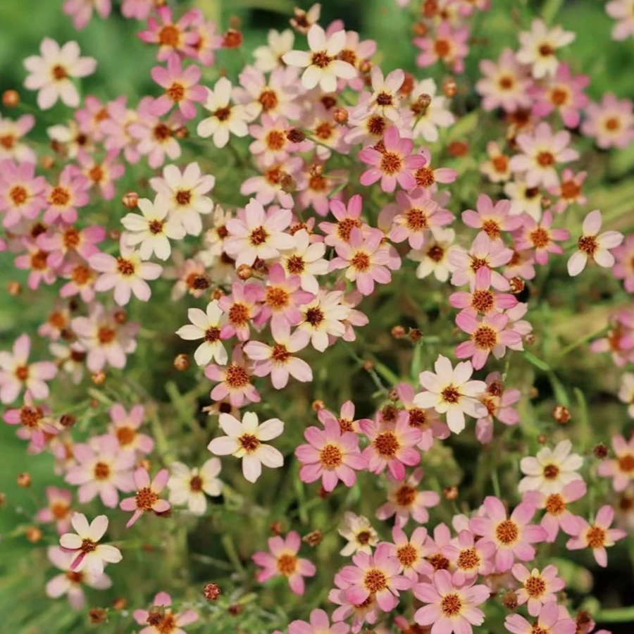 【庭院植物】金鸡菊盆栽苗多年生庭院植物花园阳台花卉植物耐寒耐热