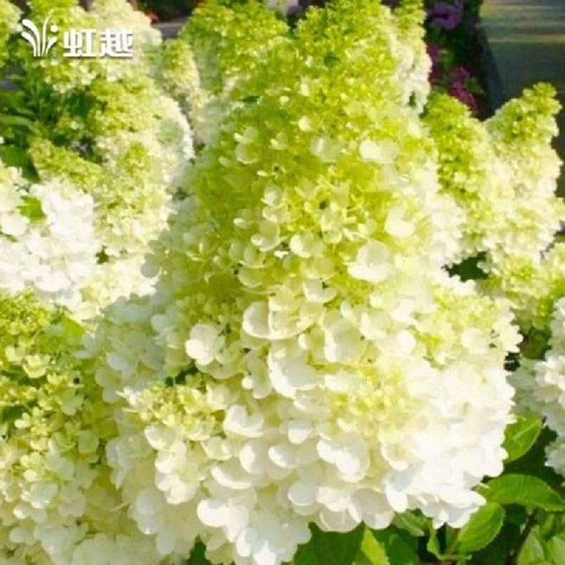 虹越 | 圆锥绣球“烛光”耐热耐寒庭院花园植物多年生专场