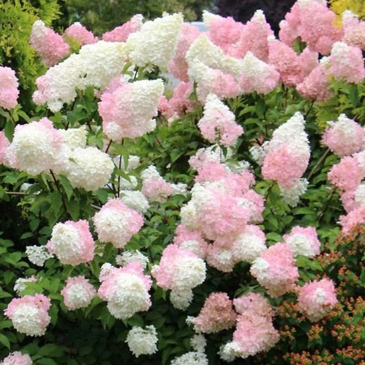 虹越 | 圆锥绣球盆栽苗 “香草草莓” 5加仑耐寒耐热专场