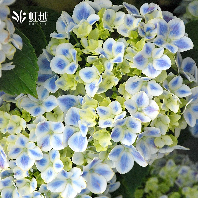 虹越 | 大花绣球花苗120#盆栽苗 花园庭院绣球盆栽地栽花卉