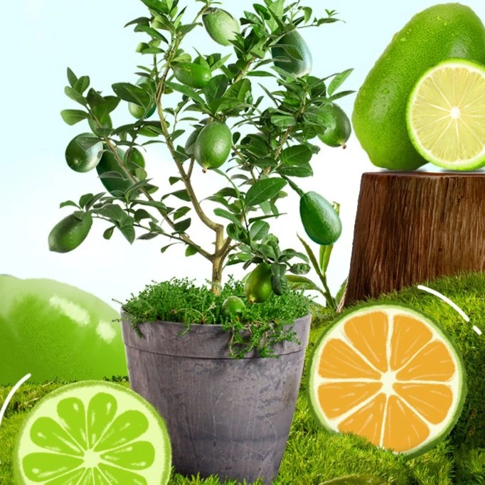 虹越 | 柠檬果树果苗 香水柠檬花叶柠檬南方北方种植果树苗