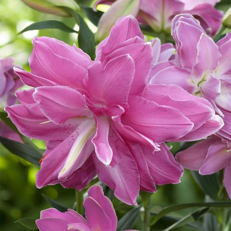 【直播专享】虹越|百合莲花惊奇种球荷兰进口花种阳台庭院新手花卉