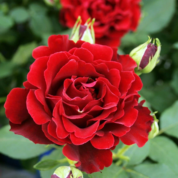 虹越 | 法国戴尔巴德月季“纪念芭芭拉”进口花园月季专场